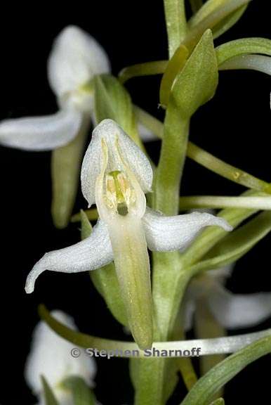 platanthera bifolia graphic